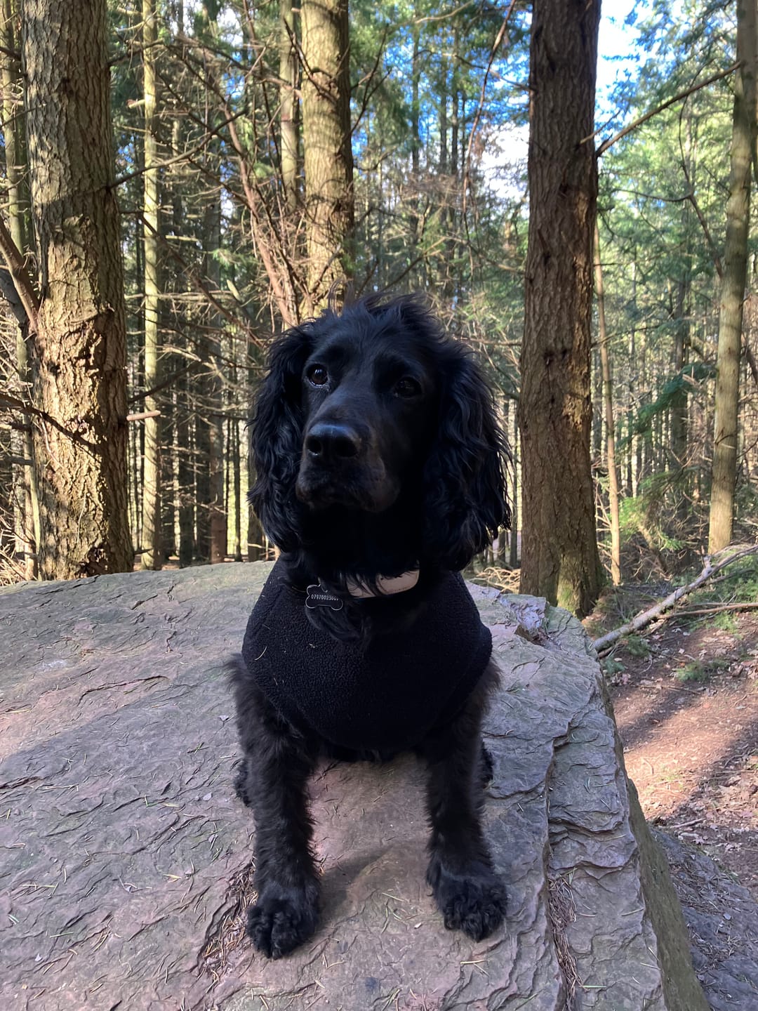 Customer photo review of Medi Fresh Dog Shampoo with Tea Tree & Oatmeal