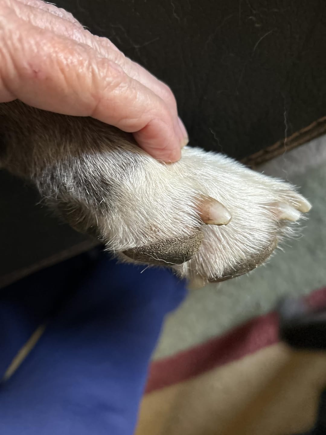 Customer photo review of THE DOGS NAILS — Limador Diamond Pro
