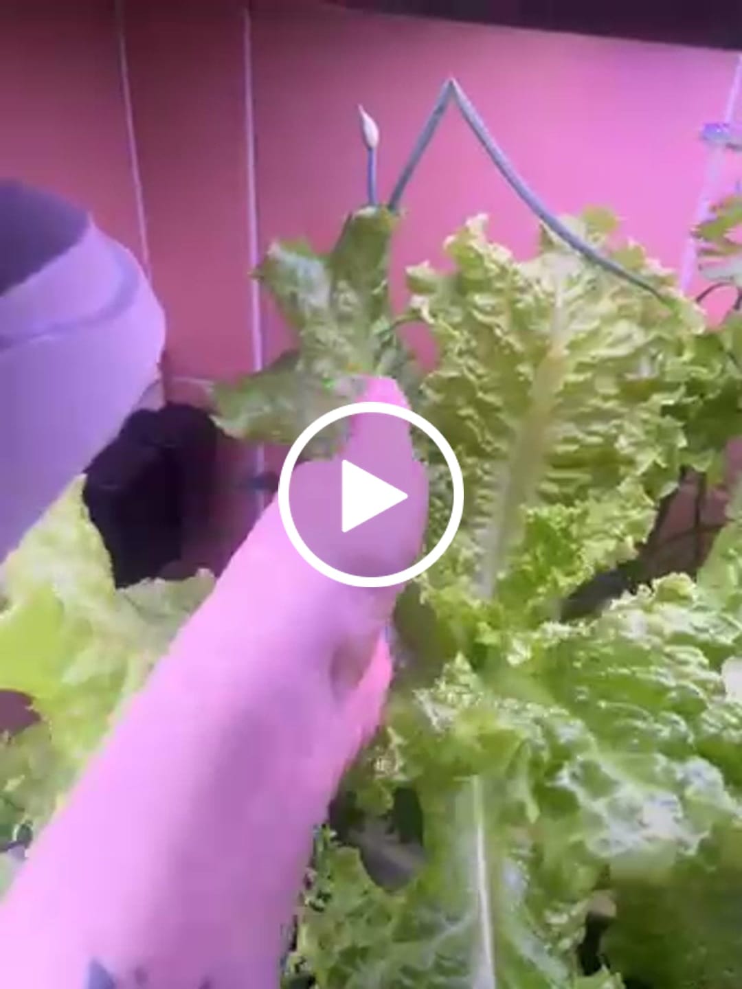 Customer video review of The Salad Table Nutrient 2L Complete Kit