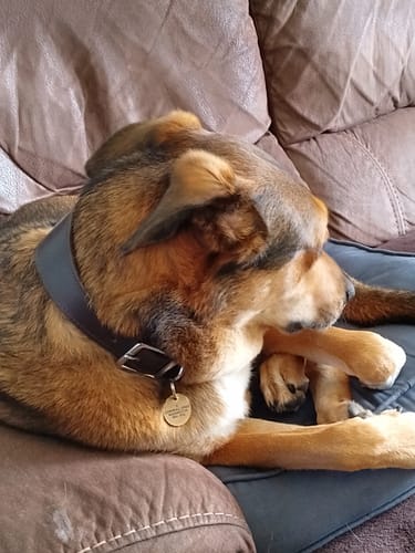 Customer photo review of Padded Sighthound Collars