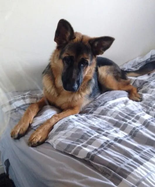 Customer photo review of Furaqua Pets Dental Finger Wipes