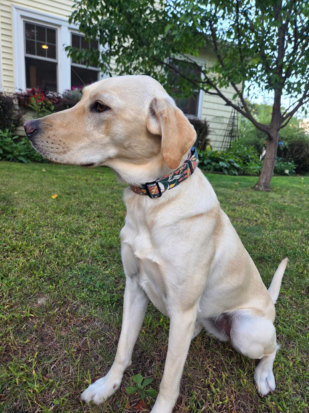Customer photo review of NOOM: Artist Series Collar