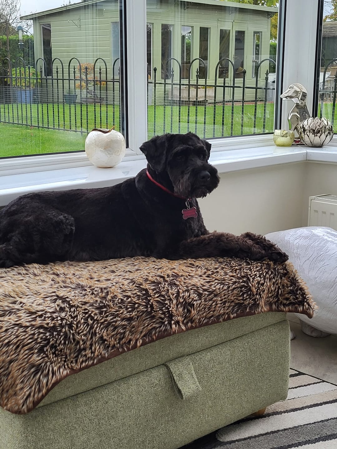 Customer photo review of Dog Shampoo