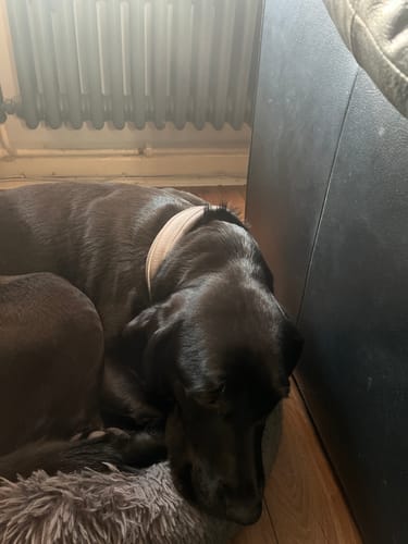 Zoe M. review of 3cm Slip on Collar | Foam Padded - Metal Grey image 1 out of 1