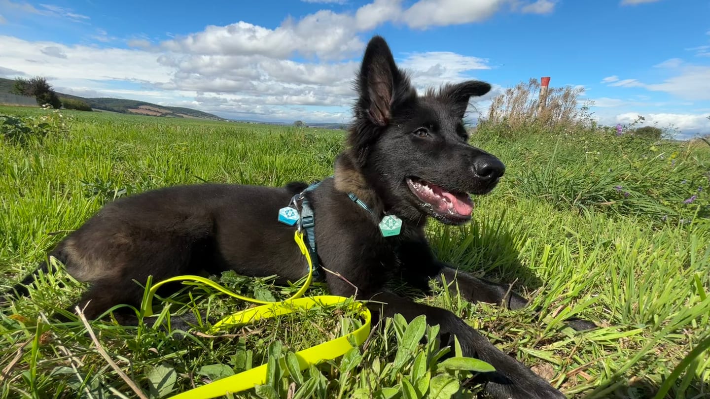 Customer photo review of Peppermint Green - Silent Dog ID Tag
