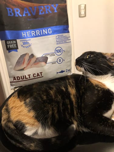 Customer photo review of BRAVERY SALMON ADULT CAT STERILIZED 2 KG| Gato Adulto Esterilizado Salmón 2Kg POS