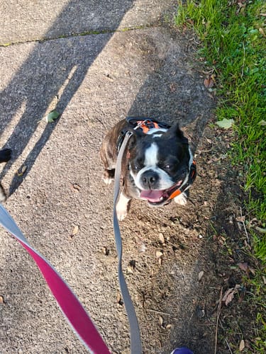 Customer photo review of No Pull Harness