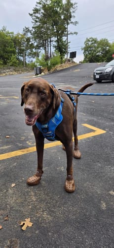 Customer photo review of WagWellies® Mojave