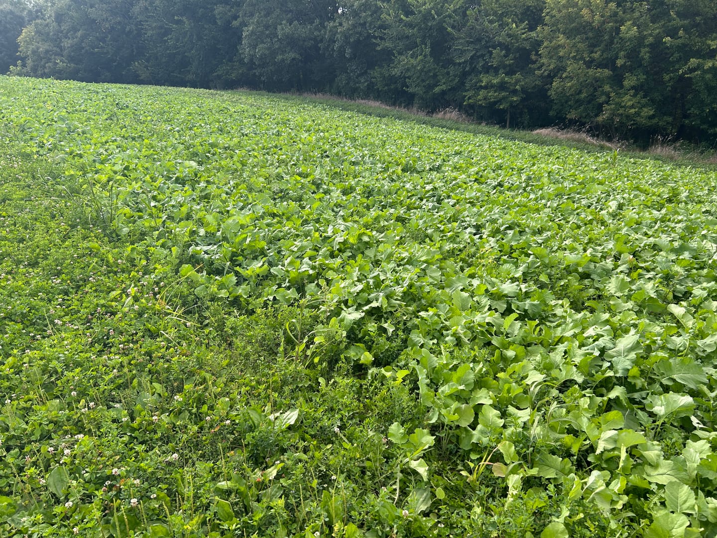 Customer photo review of Brassica Food Plot Seed Mix