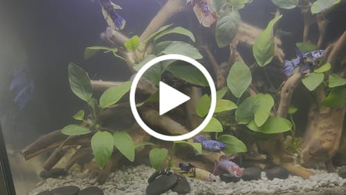 Customer video review of Koi Yellow Blue Tail Female Betta Fish Sorority | Successful Sorority Pack