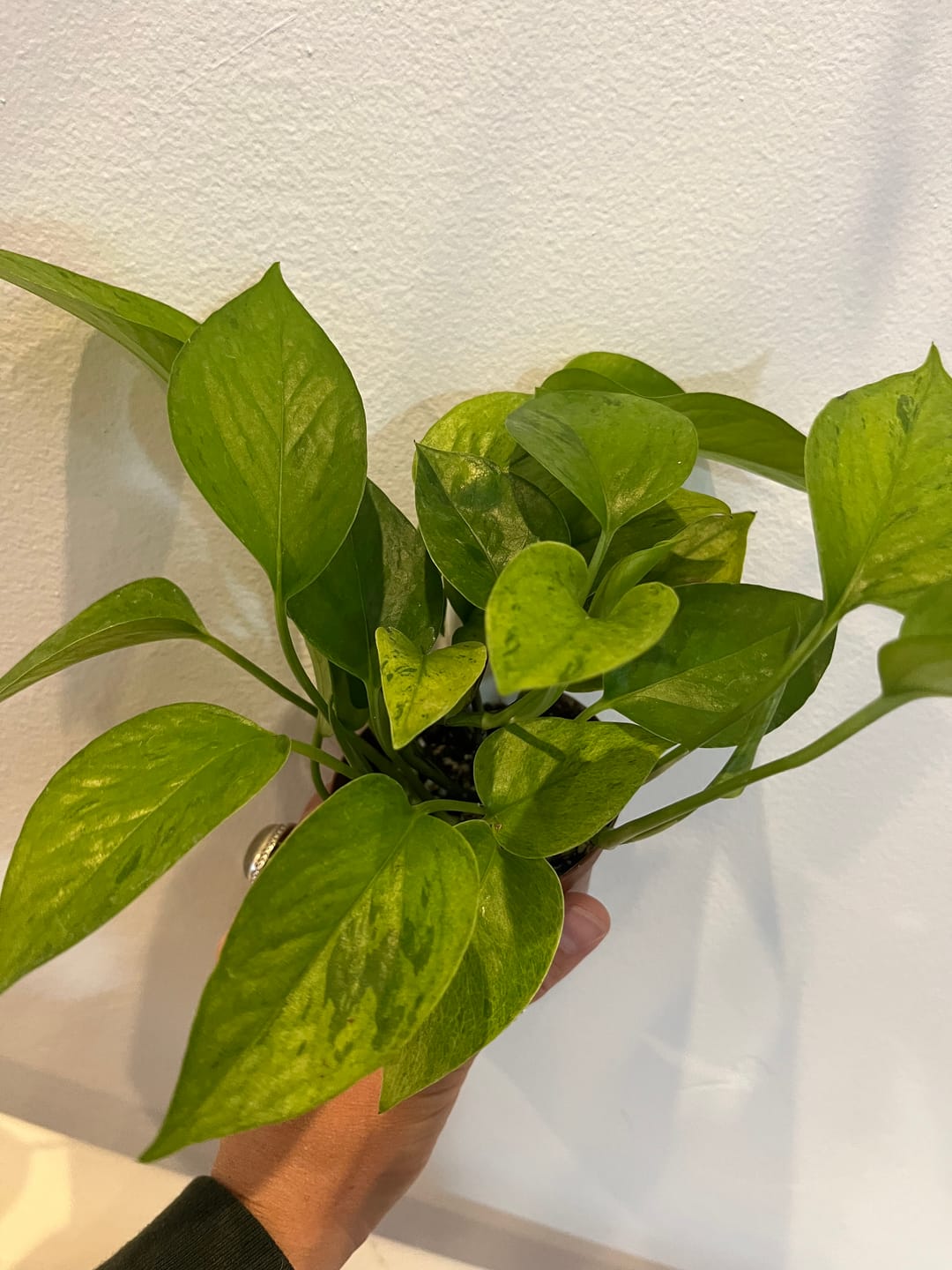 Customer photo review of Pothos Epipremnum aureum 'Jessenia'