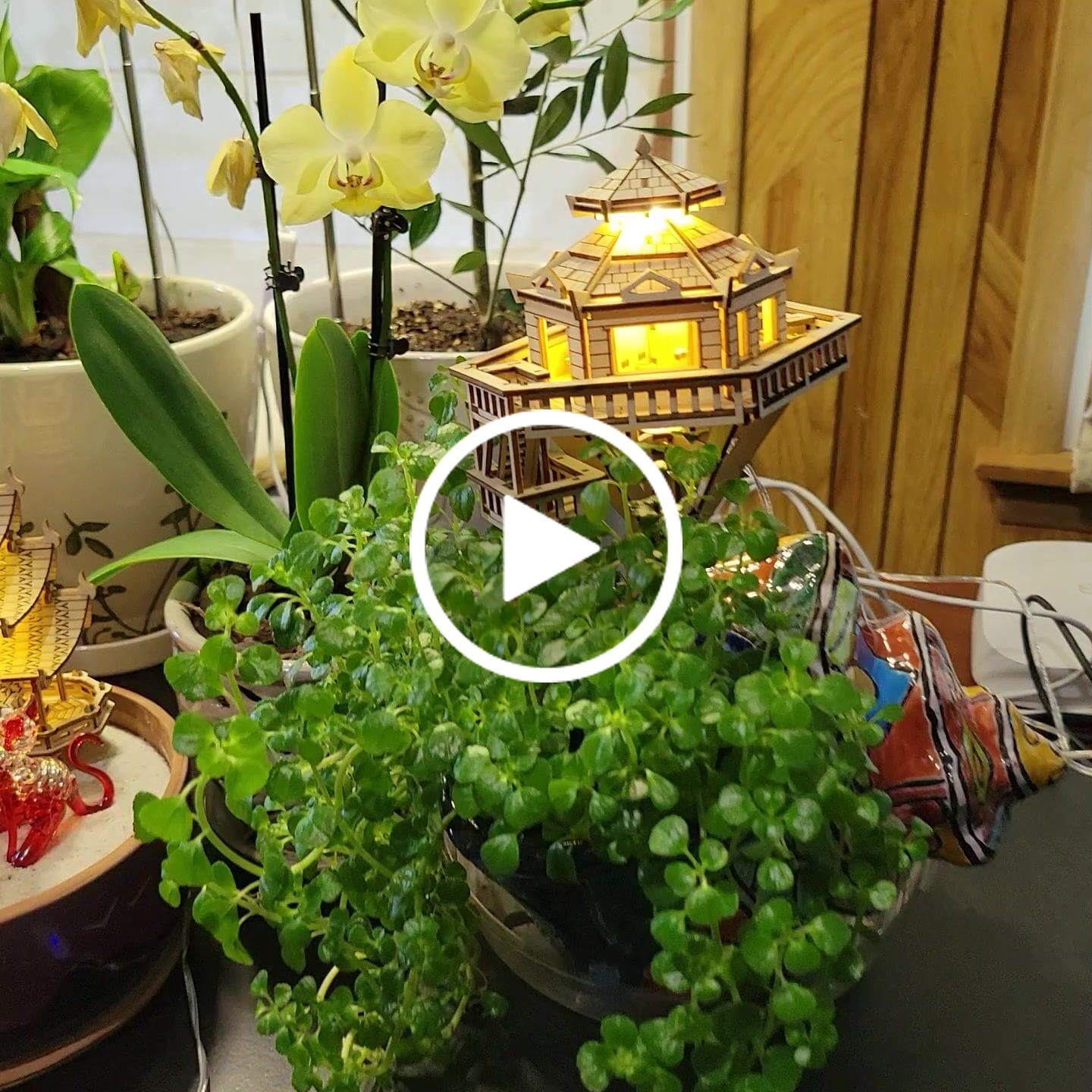 Customer video review of Sunrise Terrace + Grow Light
