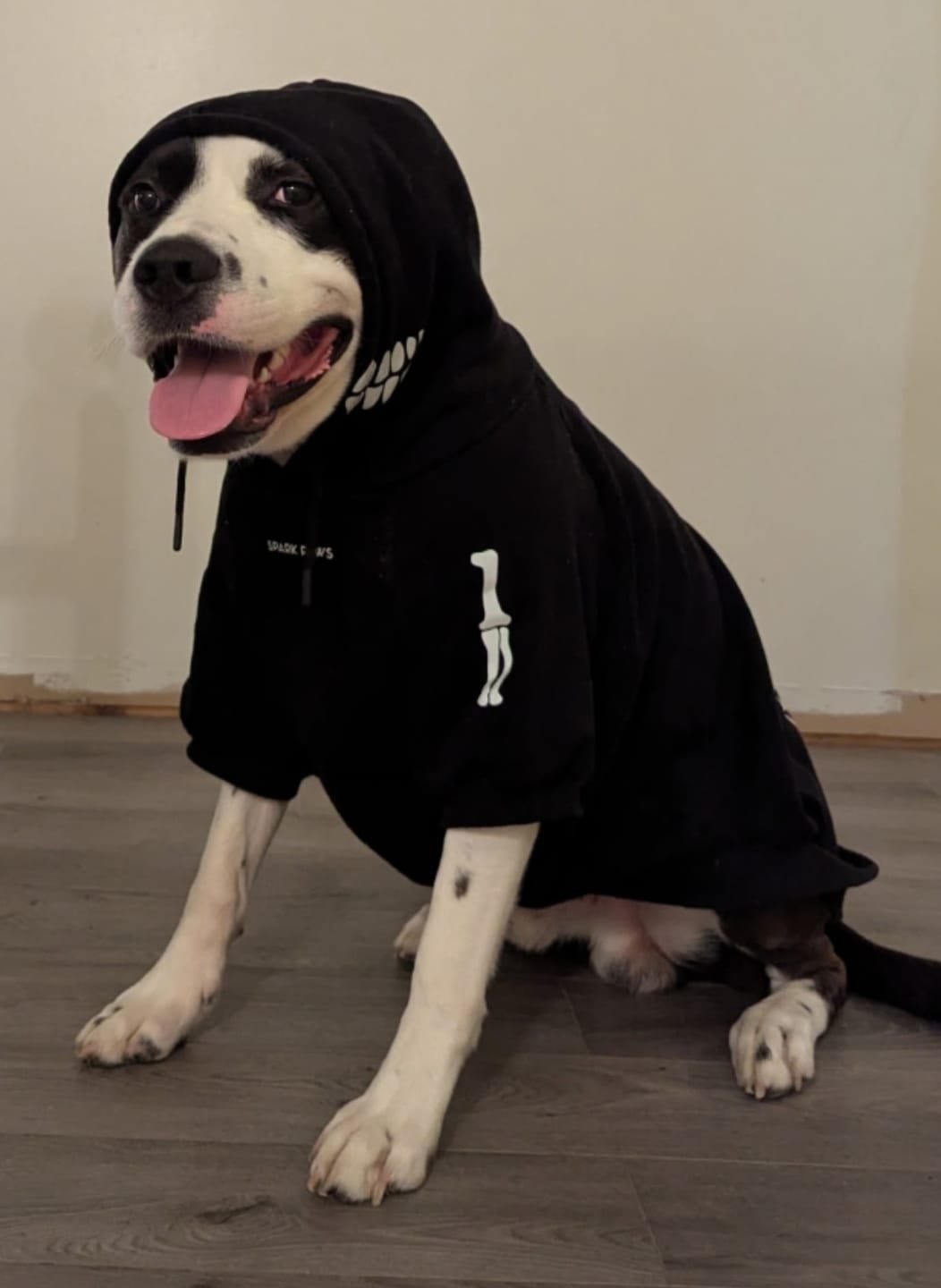 Customer photo review of Halloween Dog Hoodie - Reflective Skeleton