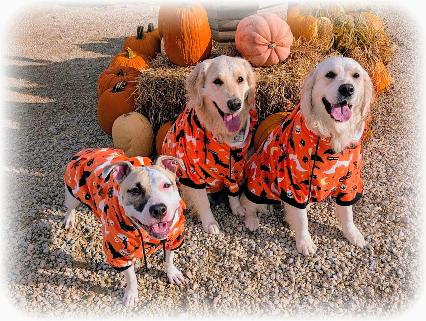 Customer photo review of Halloween Dog Hoodie - Orange