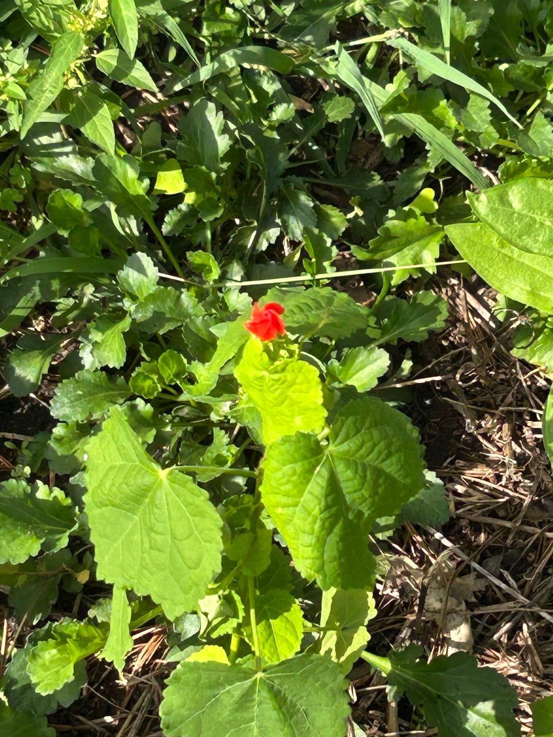Customer photo review of Turk's Cap