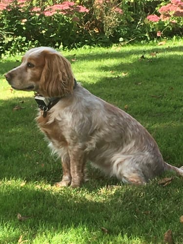 Customer photo review of Canagan Free-Range Chicken Grain-Free Dry Dog Food