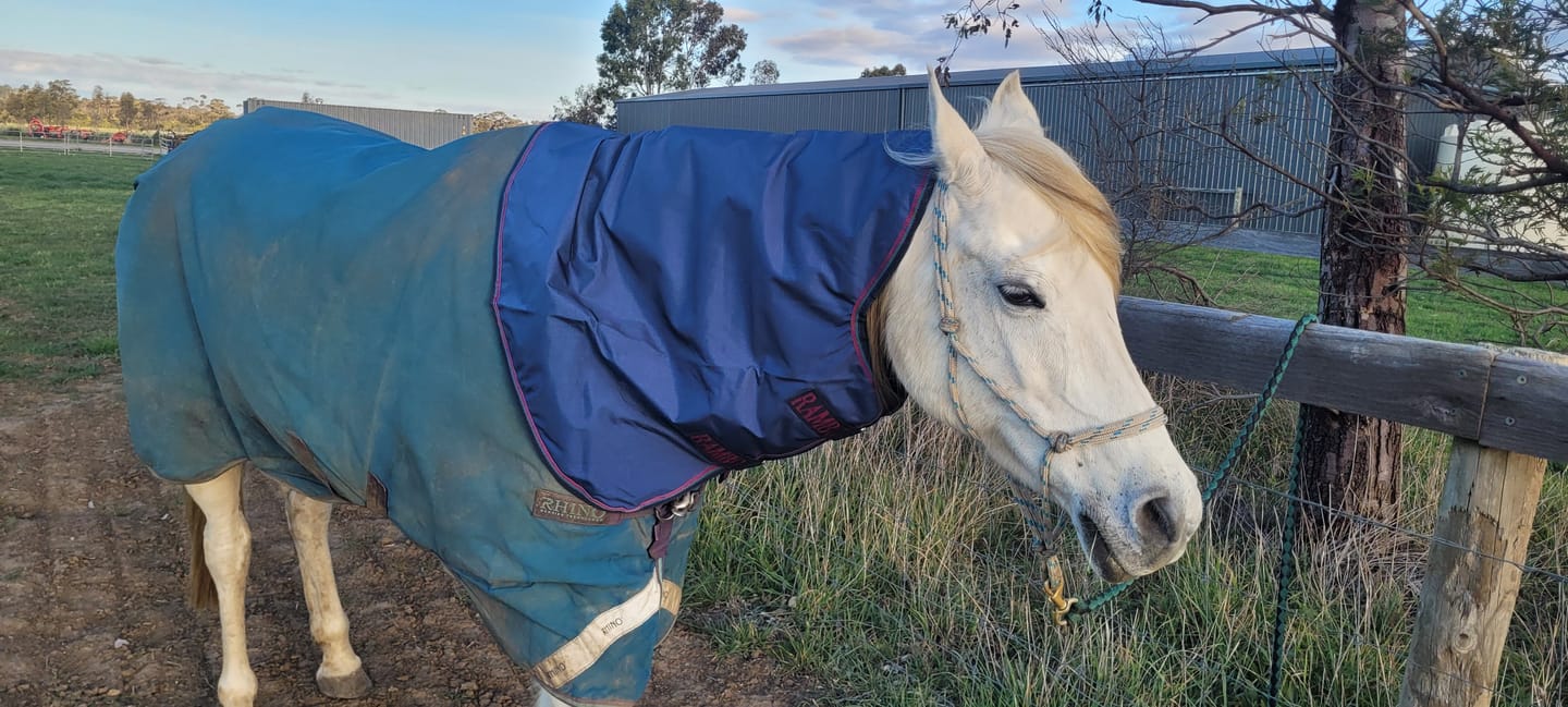 Customer photo review of Rambo Optimo Neck Cover Lite 0g