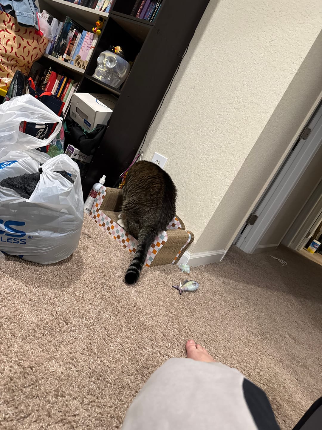 Customer photo review of Royal Canin Veterinary Diet - Urinary SO + Calm Dry Cat Food