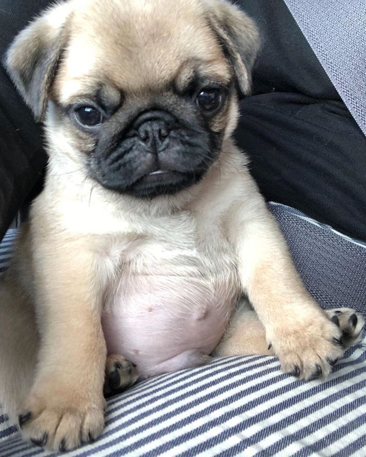 Customer photo review of Furaqua Pets Dental Finger Wipes