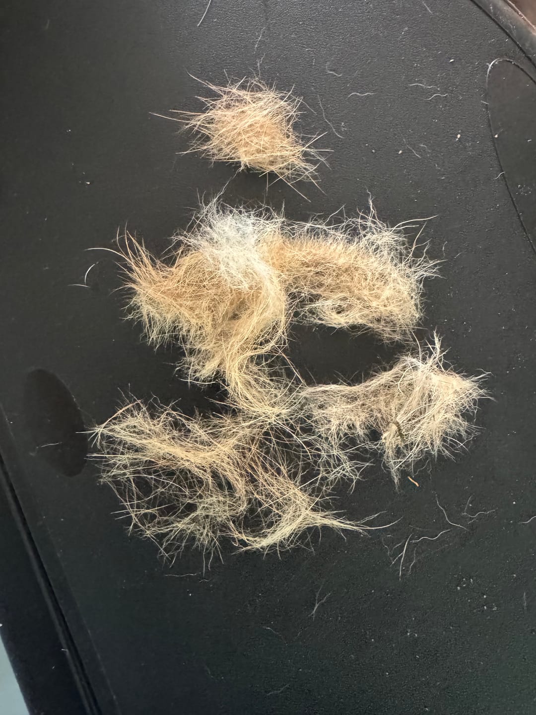 Customer photo review of Dog Deshedding Comb - Dog, Horse & Cat - Black