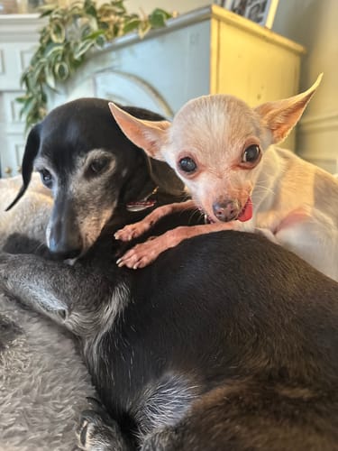 Customer photo review of Adored Beast - Liver Tonic pour chien