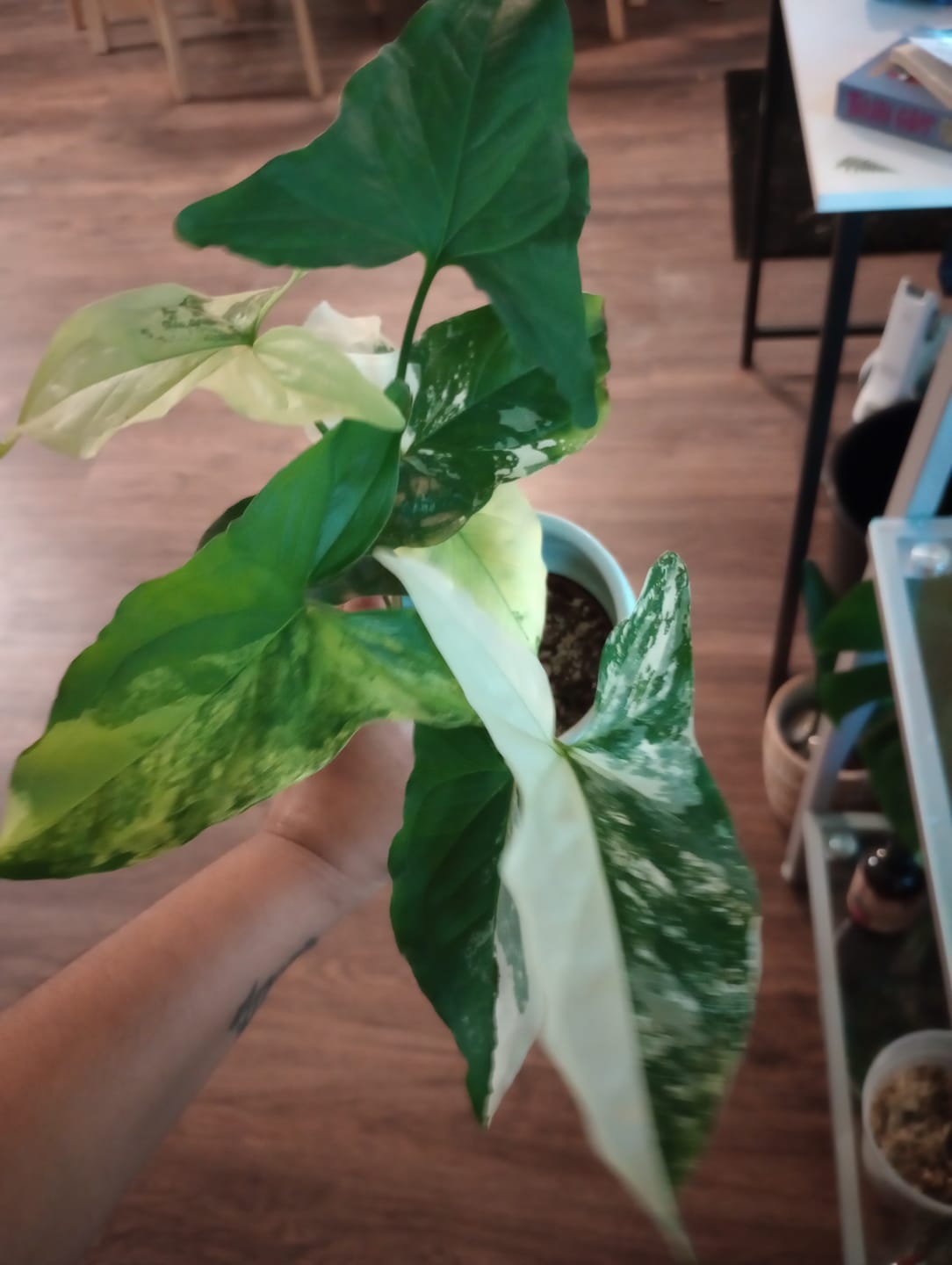 Customer photo review of Syngonium podophyllum albo variegata