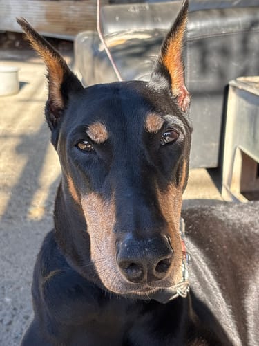 Customer photo review of FunFunPet 高機能ハーネス（お名前タグ作成サービス付き）