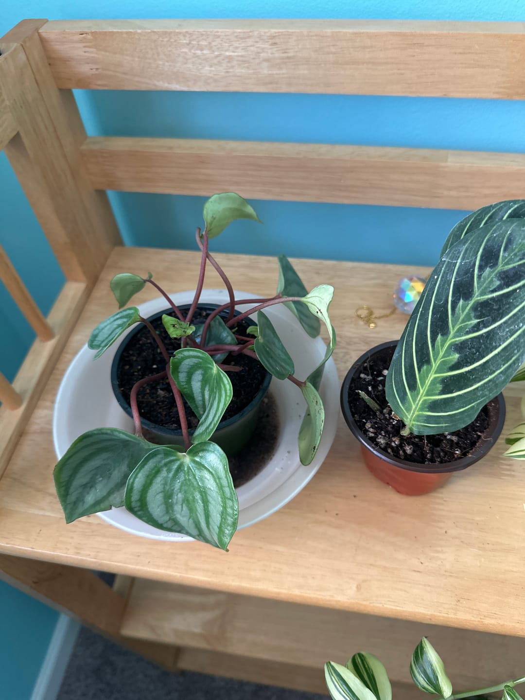 Customer photo review of Rare Pothos cuttings Mix- Marble Pothos / Heart Leaf Philodendron / Silver Pothos / Njoy / Cebu Blue / Neon Pothos / Pick and Choose