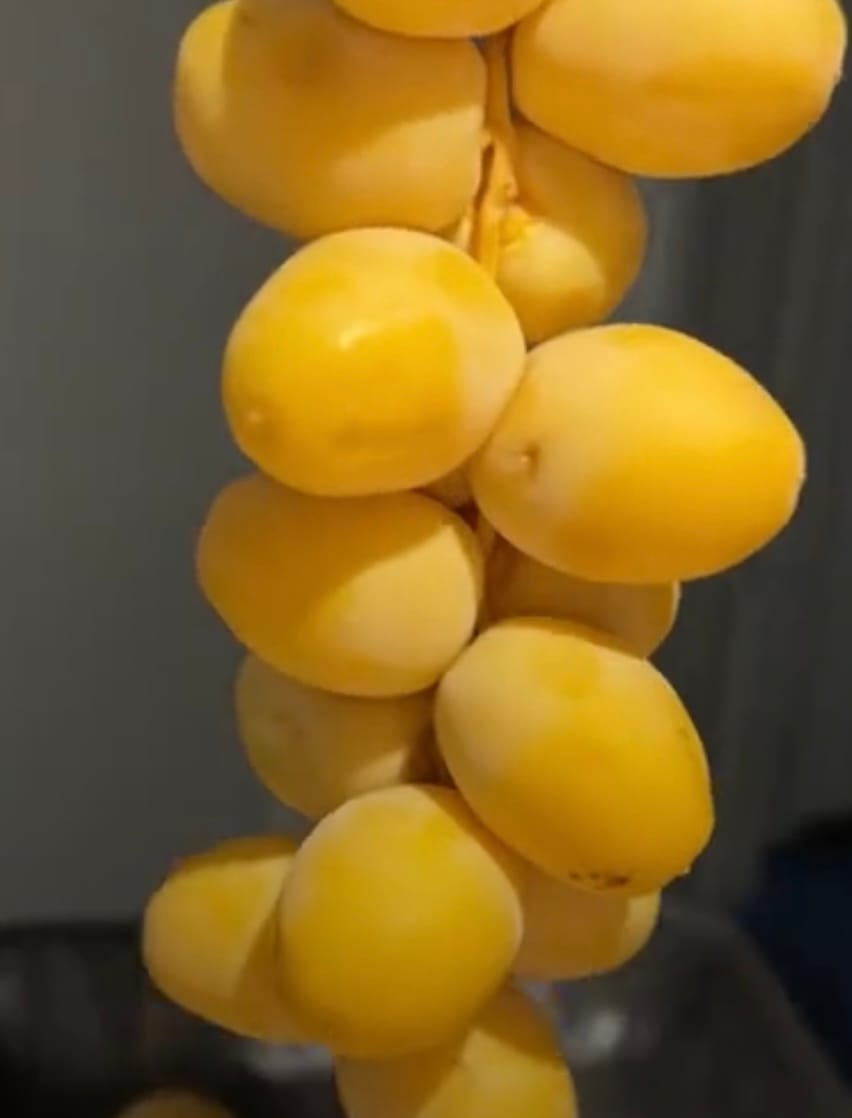 Customer photo review of Organic Yellow Barhi Dates (Khalal Barhi Dates)