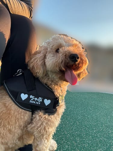 Customer photo review of FunFunPet 高機能ハーネス（お名前タグ作成サービス付き）