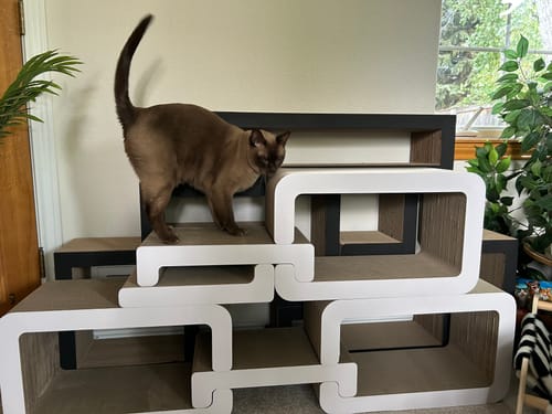 Customer photo review of Cat Trio Lounge