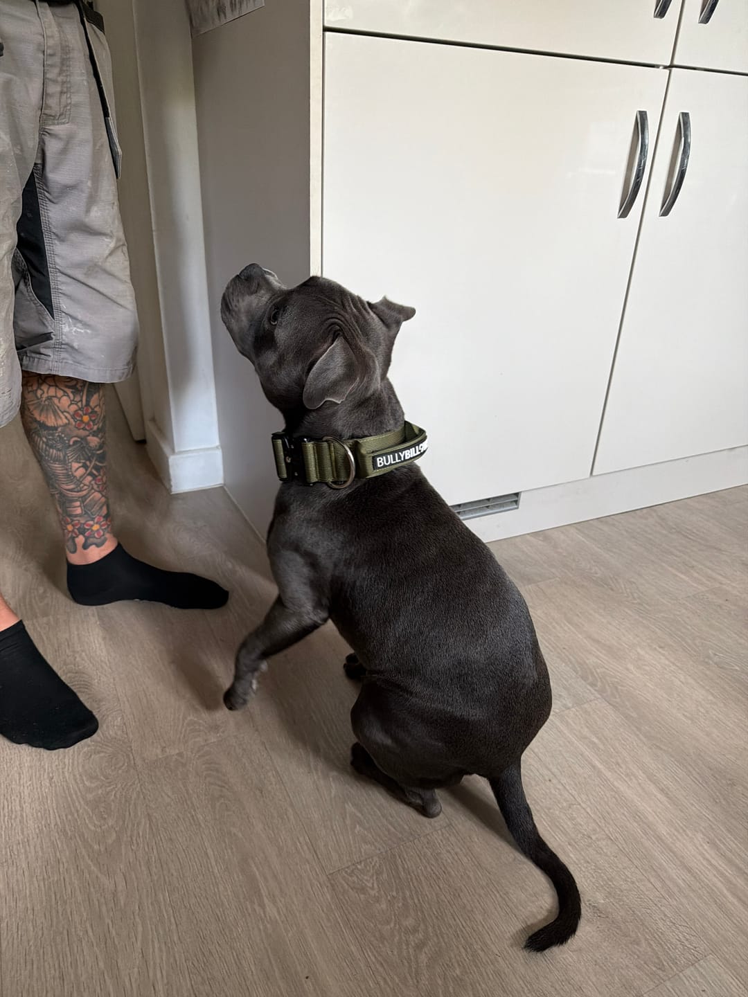 Customer photo review of 5cm Combat® Collar | With Handle & Secure Clip - Khaki