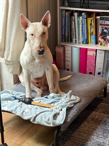 Sarah K. review of HiK9 Bed with Purple Mesh Cover image 1 out of 3