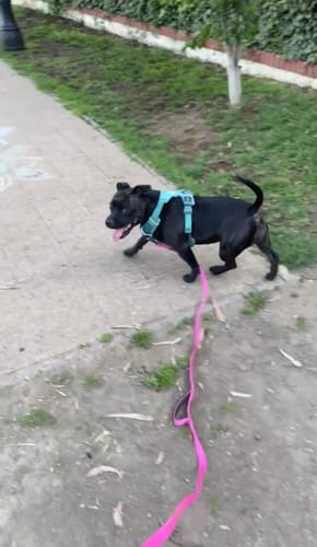 Customer photo review of Correa Larga para Perros - Light | 10 mts | Pink