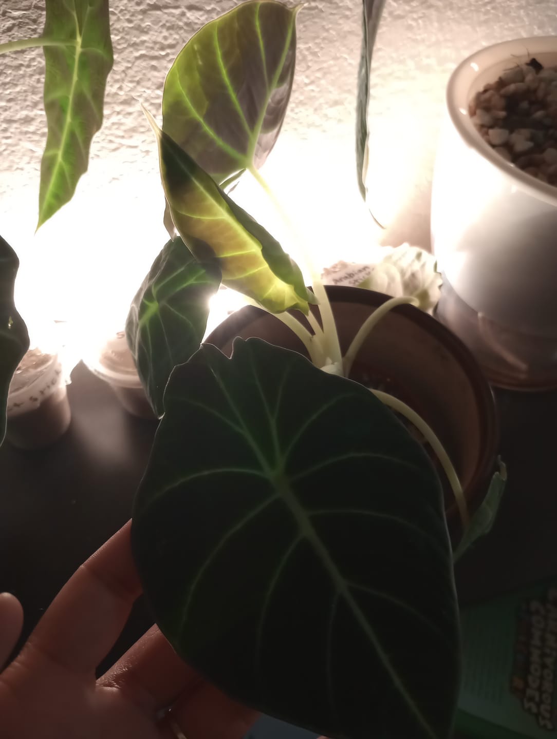 Customer photo review of Alocasia reginula "Black Velvet"