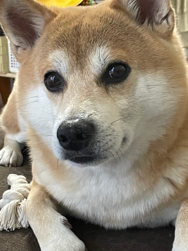 Customer photo review of FunFunPet 高機能ハーネス（お名前タグ作成サービス付き）