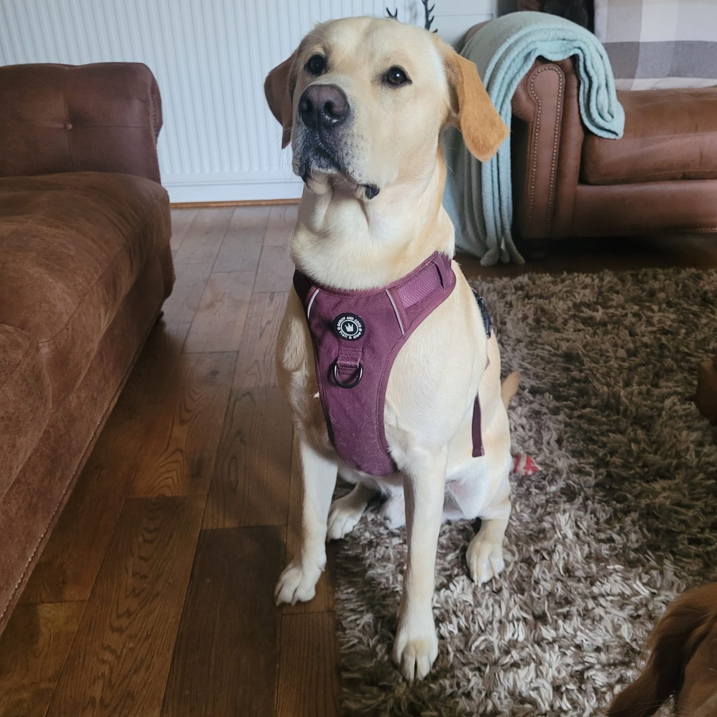Customer photo review of Trail & Glow® Dog Harness - Mulberry Tweed