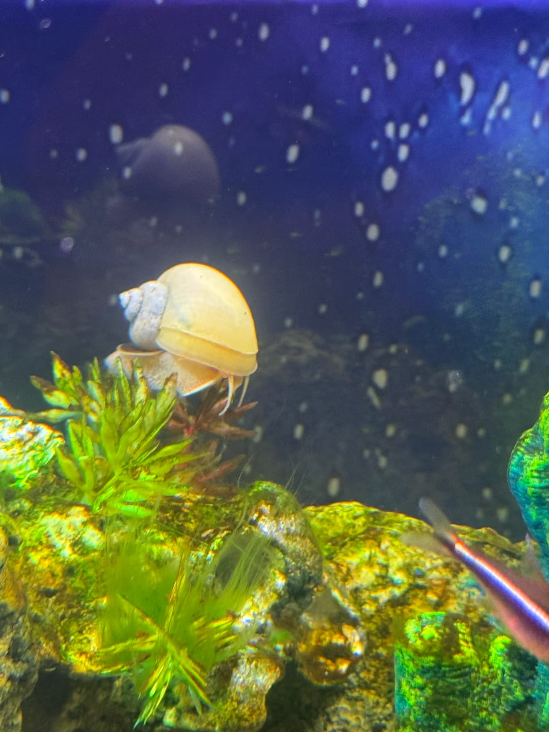 Customer photo review of Ivory Mystery Snail
