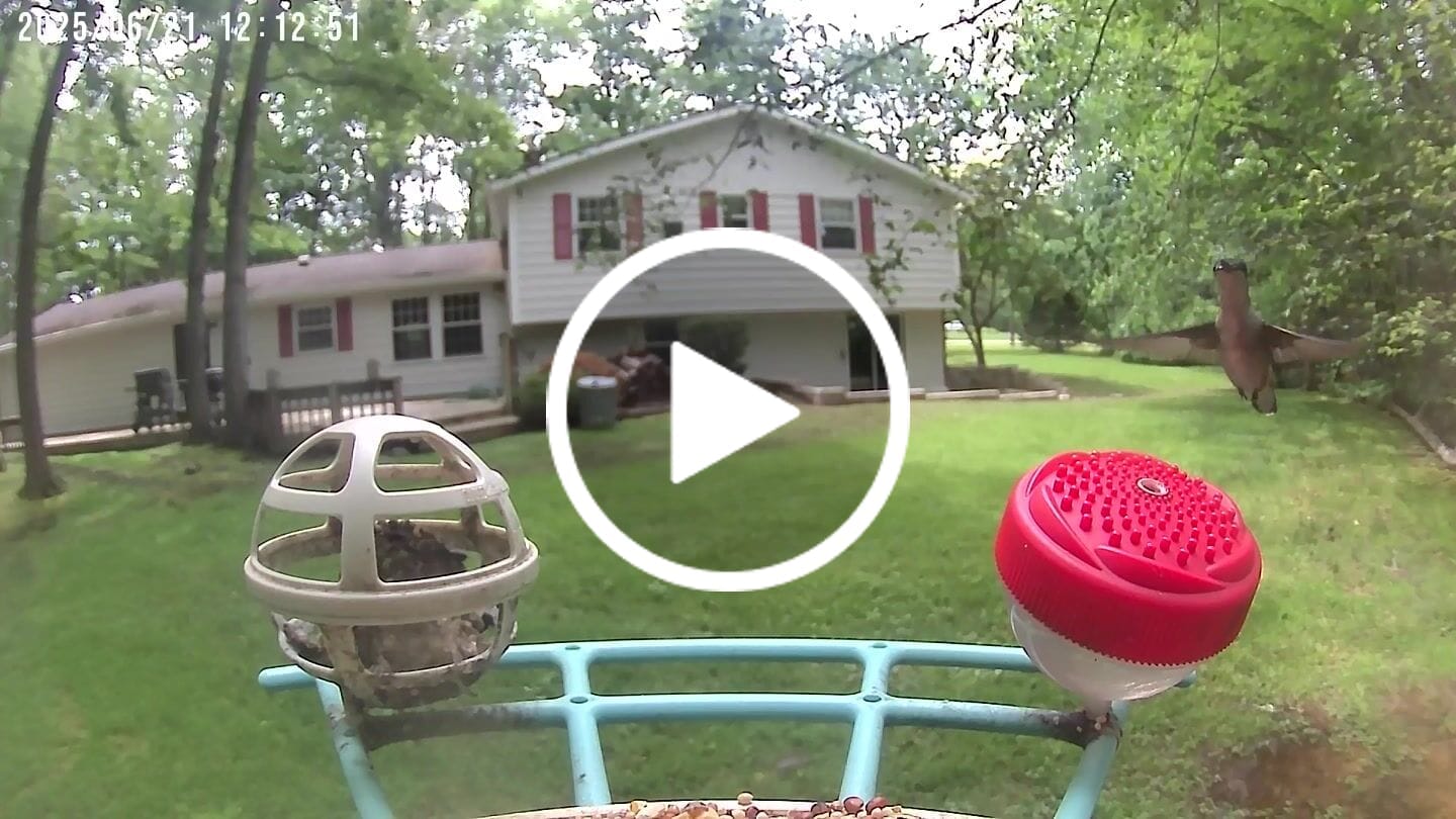 Customer video review of Birdfy Perch Pro Extension - Bird Feeder Extension