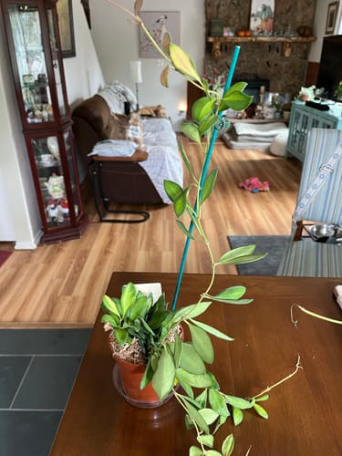 Customer photo review of Hoya Burtoniae Variegated