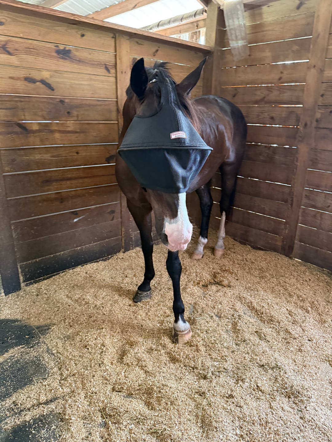 Customer photo review of Solar Vizor Fly Mask - Standard Style