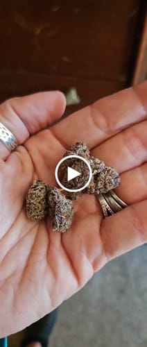 Customer video review of Permanent Marker