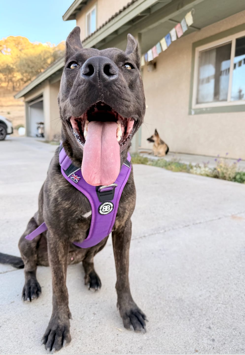 Customer photo review of Anti Pull Hurricane Harness - With Handle - Purple