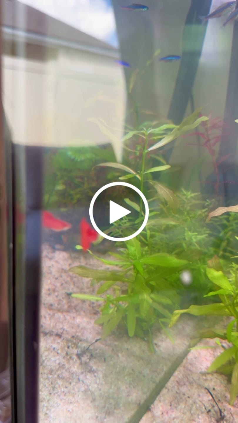 Customer video review of Albino Full Red Big Dorsal Guppy Fish
