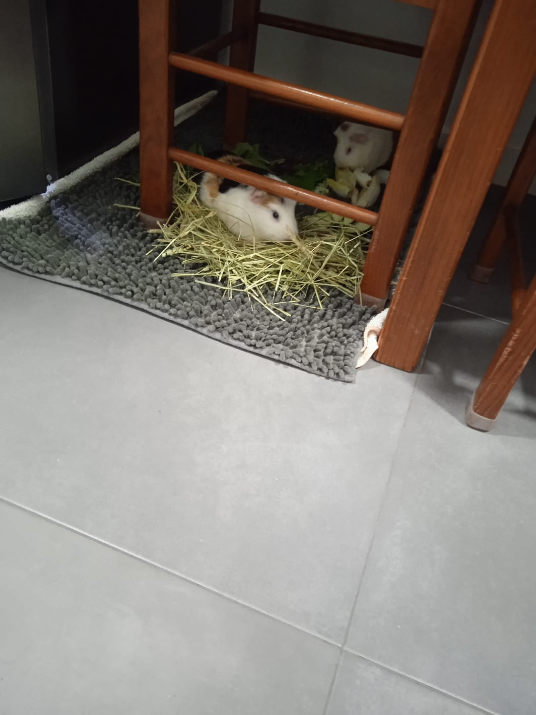 Customer photo review of Feno Timóteo by petter® (Mais opções disponiveis)