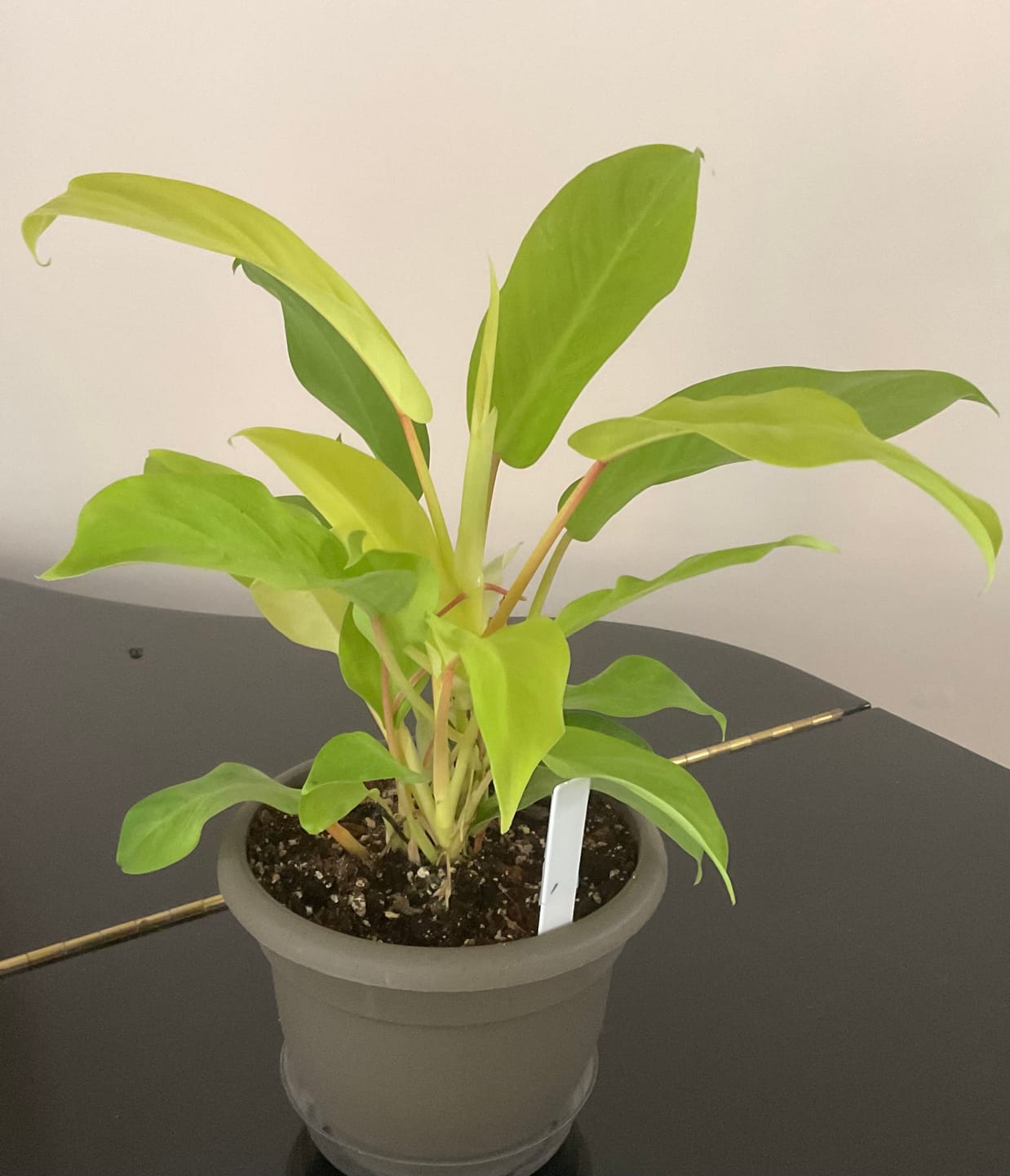 Customer photo review of Philodendron 'Lemon Lime' Upright Vining