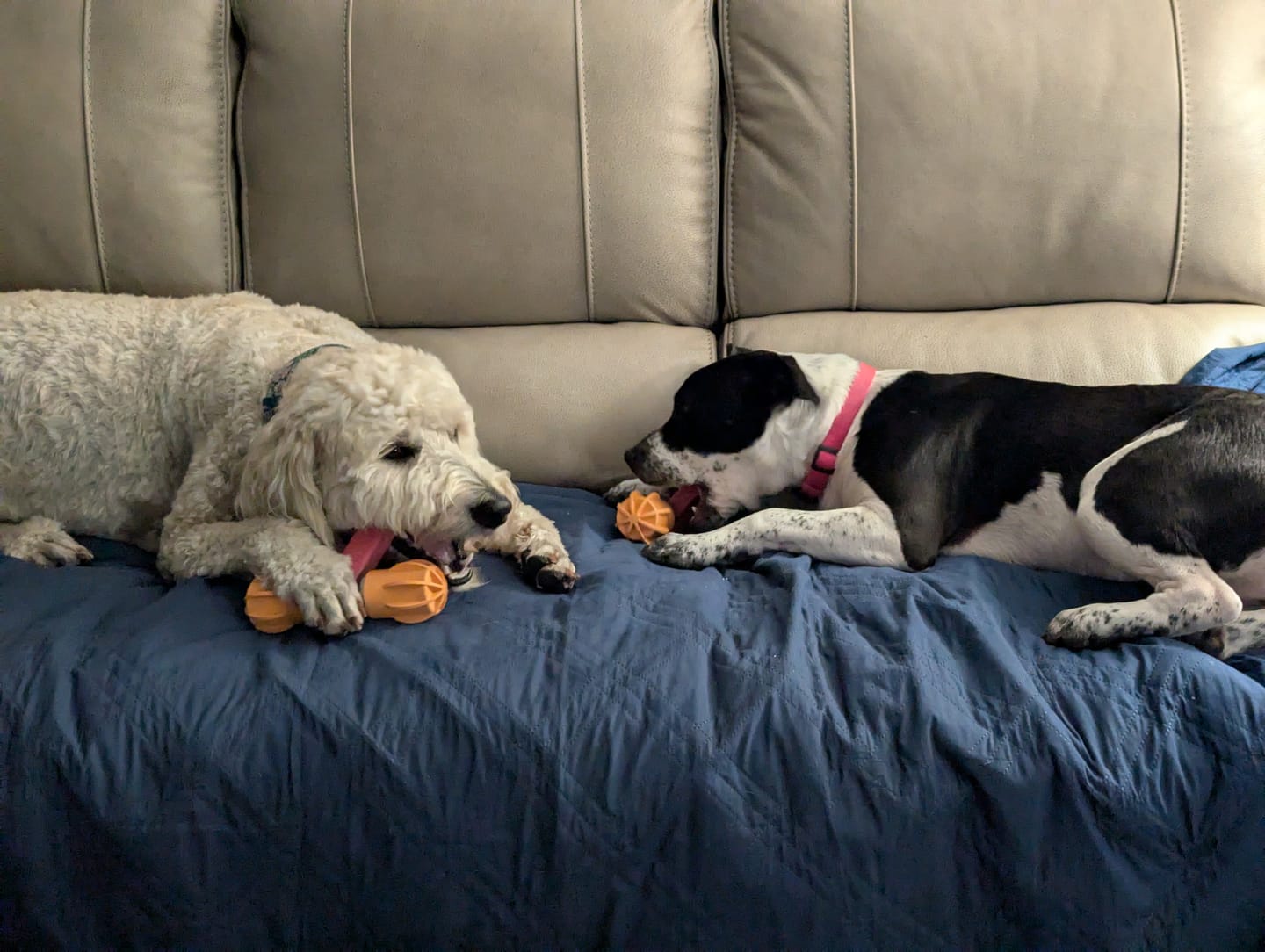 Customer photo review of Safe Dog Chew Holder