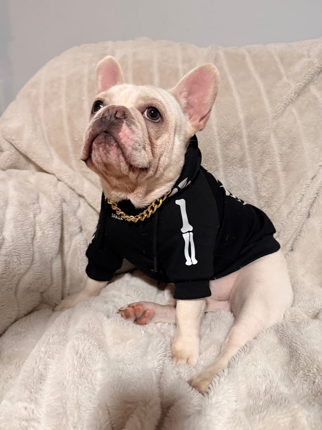 Customer photo review of Halloween Dog Hoodie - Reflective Skeleton