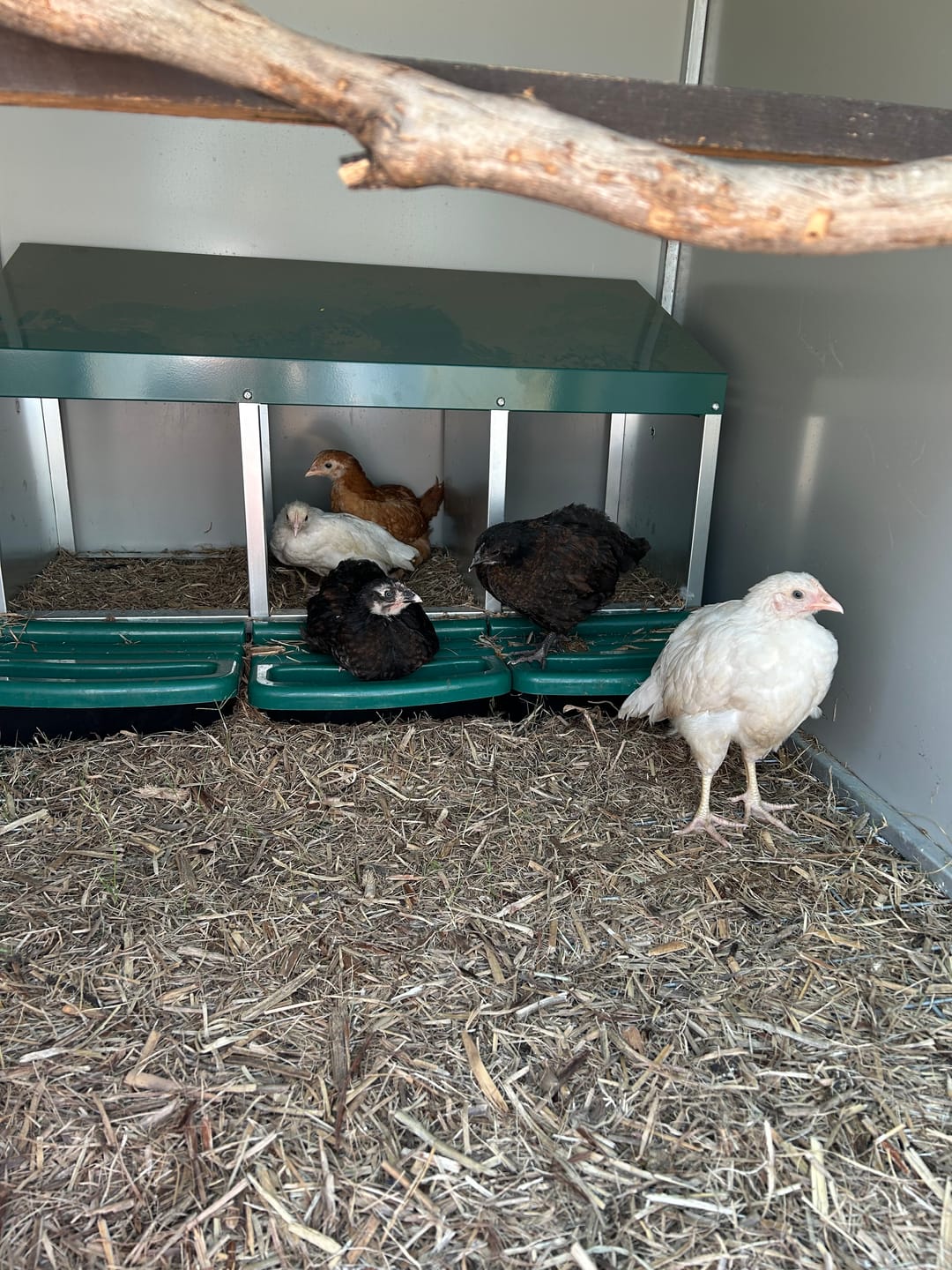 Customer photo review of Pets Gear Metal Chicken Laying Nest Box Roll Away Green