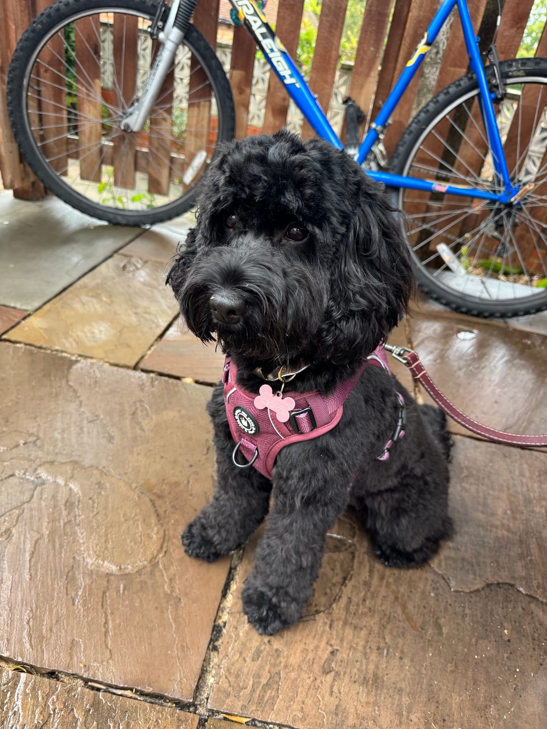 Customer photo review of Trail & Glow® Dog Harness - Mulberry Tweed